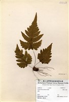 藏品(觀音三叉蕨)的圖片